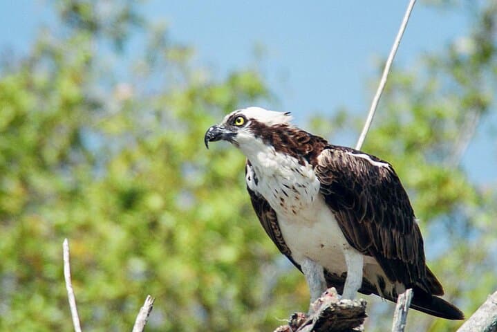 Exploring the Ten Thousand Islands: Everglades National Park Boat Tour photo 6