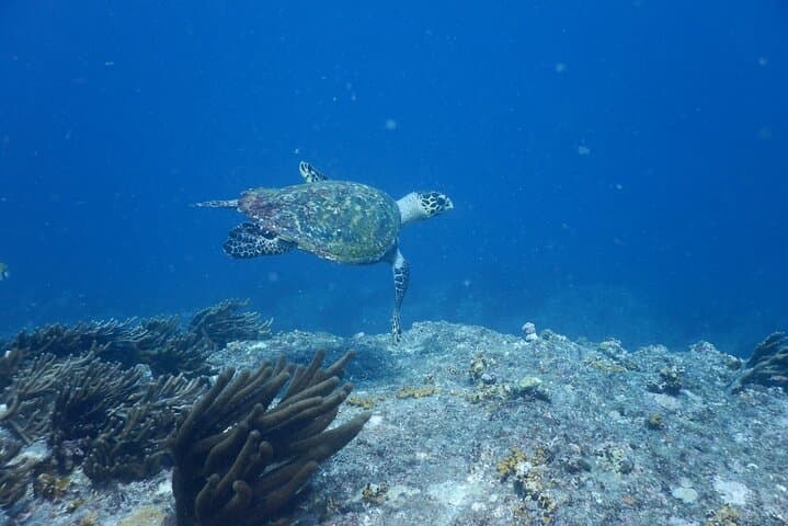 Tayrona National Park Snorkeling & Beach Day from Santa Marta — Swim with Turtles and Coral Gardens photo 3