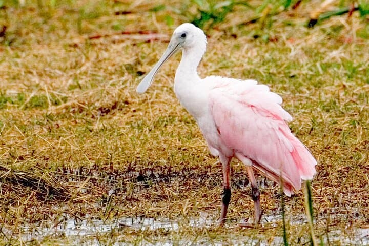 Exploring the Ten Thousand Islands: Everglades National Park Boat Tour photo 5