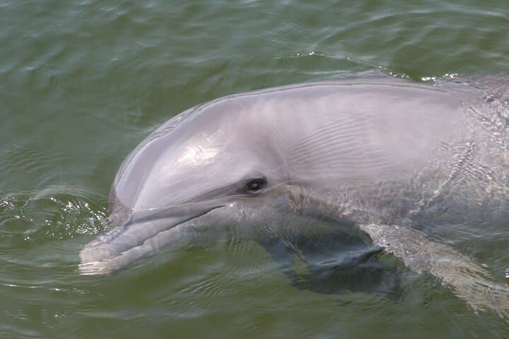 Exploring the Ten Thousand Islands: Everglades National Park Boat Tour photo 3