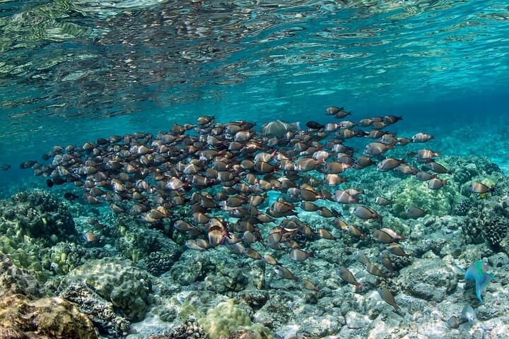 Kona Dolphin Watching & Double Reef Snorkel — 2.5-Hour Kona Coast Cruise photo 4