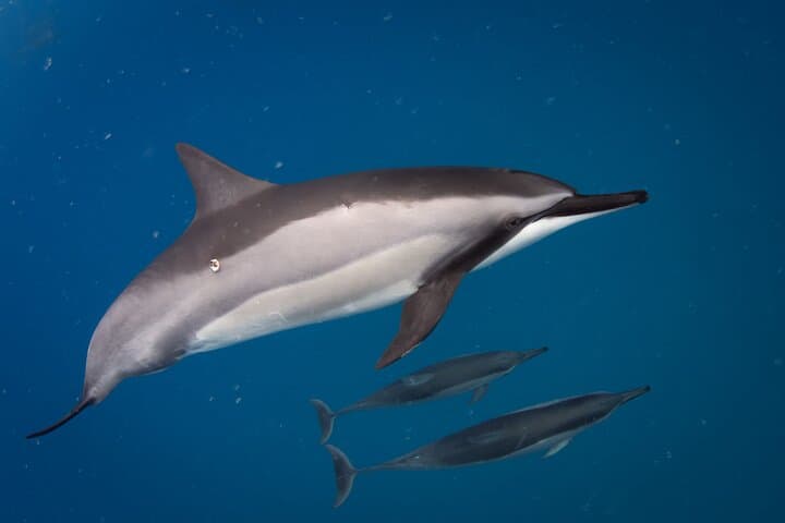 Kona Dolphin Watching & Double Reef Snorkel — 2.5-Hour Kona Coast Cruise photo 5