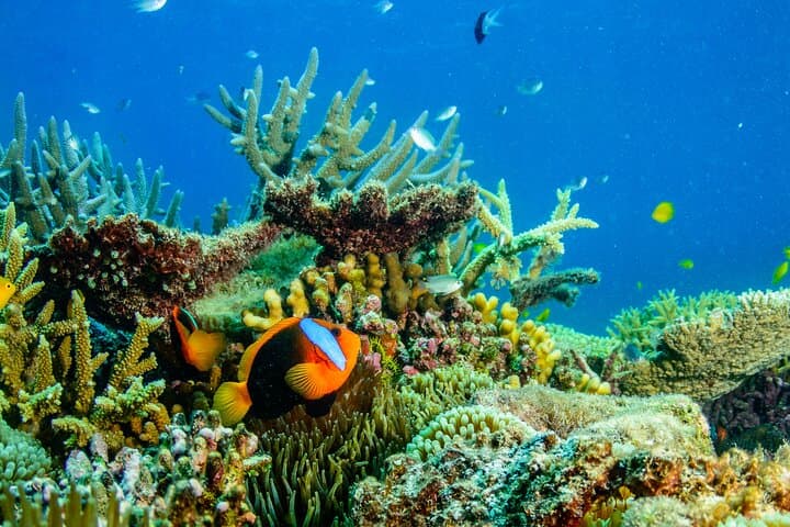John Brewer Reef & MOUA Snorkeling Day Trip from Townsville: What to Expect photo 6
