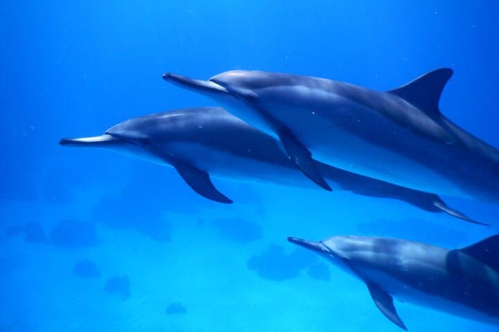 Kona Dolphin Watching & Double Reef Snorkel — 2.5-Hour Kona Coast Cruise