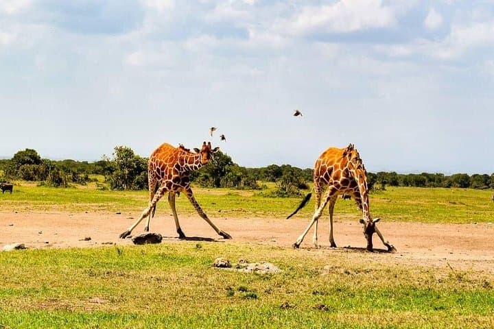 2-Day Amboseli Safari: Elephants & Kilimanjaro Wildlife Escape photo 4