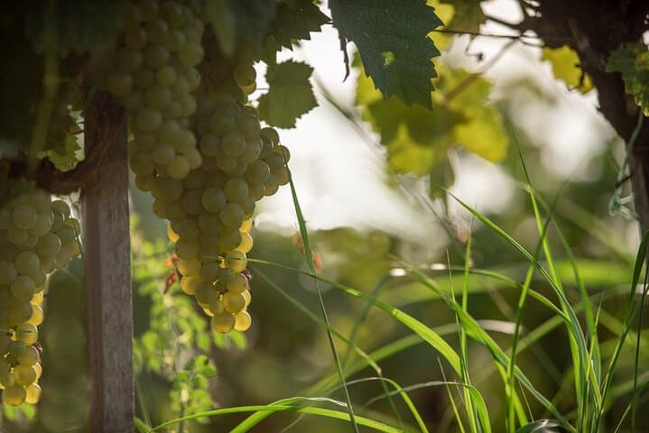 Mendoza Private Wine Tour: Luján de Cuyo & Maipú Winery Experience photo 5