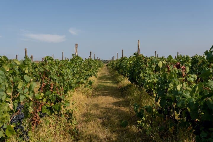 Mendoza Private Wine Tour: Luján de Cuyo & Maipú Winery Experience