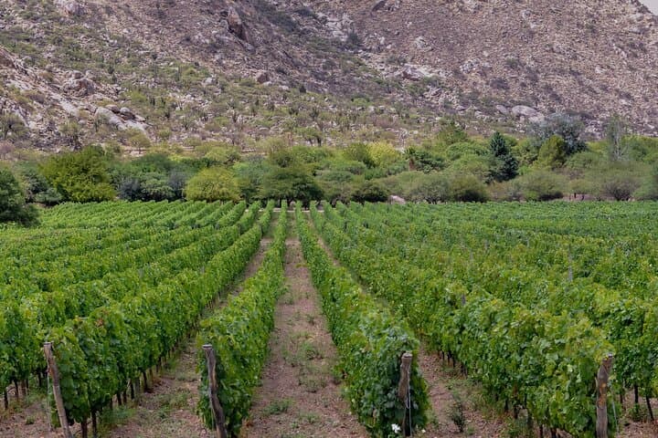 Mendoza Private Wine Tour: Luján de Cuyo & Maipú Winery Experience photo 3