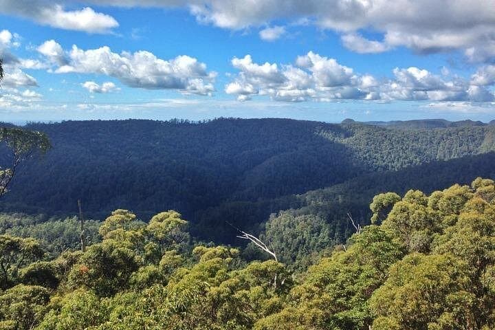 Self-Guided Driving Tour of Springbrook National Park — Waterfalls, Lookouts & Natural Bridge photo 2