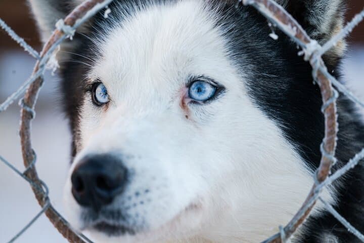 Husky Sledding in Levi — 5 km Self-Drive Arctic Safari photo 6