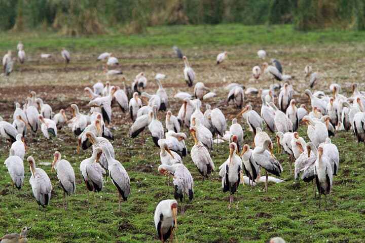 2-Day Tarangire and Lake Manyara Safari from Arusha: Elephants, Birds & Baobabs photo 1