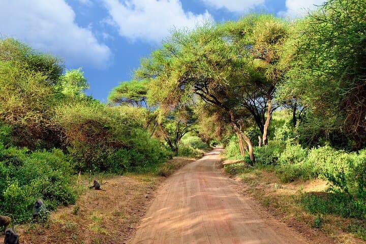 2-Day Tarangire and Lake Manyara Safari from Arusha: Elephants, Birds & Baobabs photo 2