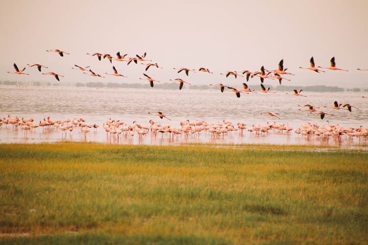 2-Day Tarangire and Lake Manyara Safari from Arusha: Elephants, Birds & Baobabs photo 4