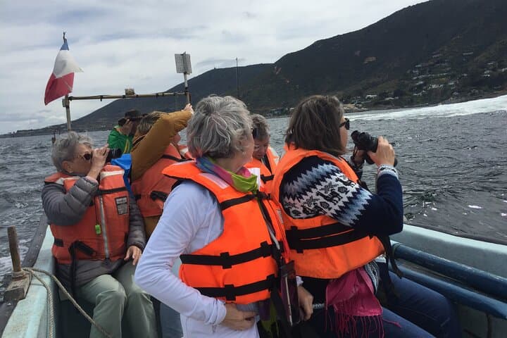 Private Penguin Watching & Horseback Ride with Ritoque Dunes BBQ from Santiago photo 5
