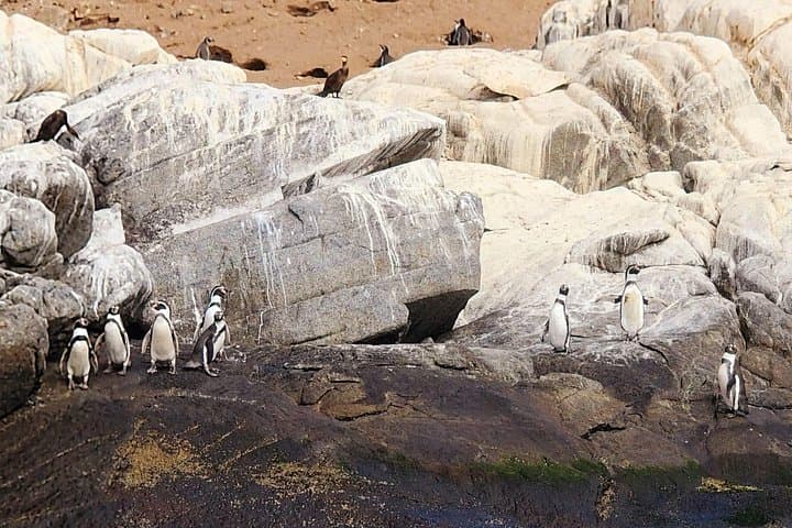 Private Cachagua Penguin-Watching Boat Tour from Santiago with Lunch photo 2