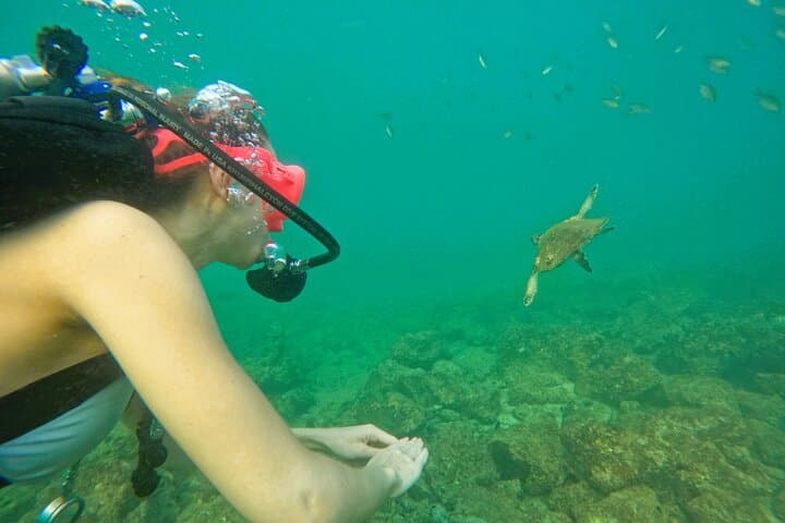 Full-Day Diving & Snorkeling from Abu Dhabi to Fujairah — Coral Reefs and Beach BBQ