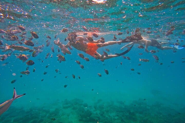 Snorkel with Turtles in Fujairah: Day Trip from Abu Dhabi with BBQ photo 2