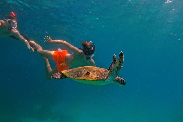 Snorkel with Turtles in Fujairah: Day Trip from Abu Dhabi with BBQ photo 3