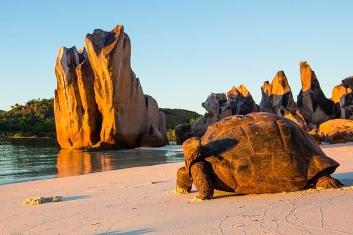Half-Day Curieuse & St Pierre Islands — Snorkel with Aldabra Tortoises in Seychelles photo 5