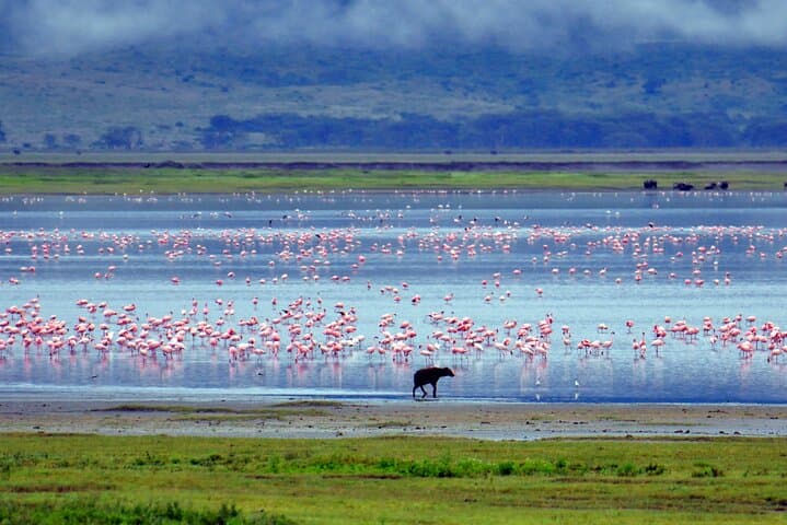 2-Day Budget Safari: Lake Manyara & Ngorongoro Crater from Arusha photo 1