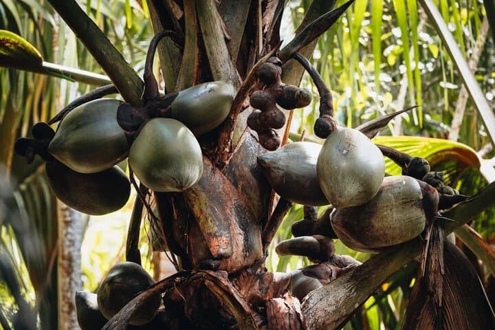Praslin & La Digue Day Trip from Mahé — Beaches, Coco de Mer & La Digue Cycling photo 5