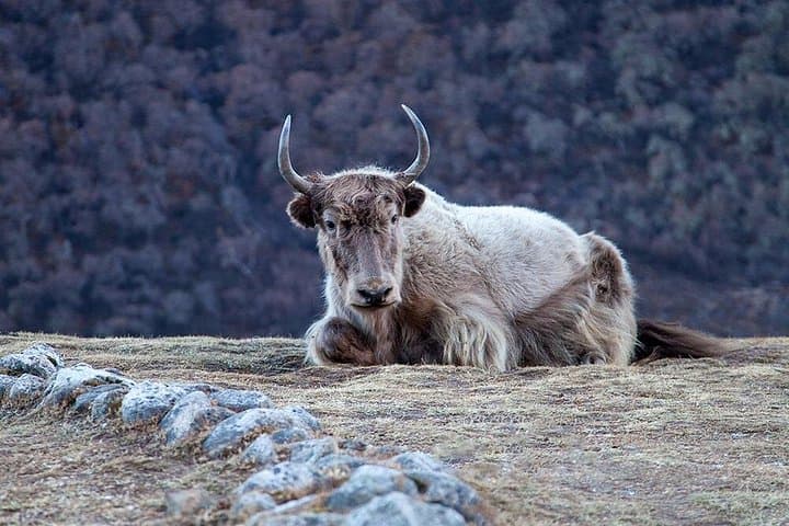 Langtang Trek: Private 8-Day Traverse to Kyanjin Gompa and Kyanjin Ri photo 4