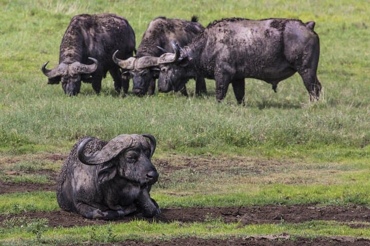 3-Day Tarangire, Ngorongoro & Lake Manyara Safari from Arusha