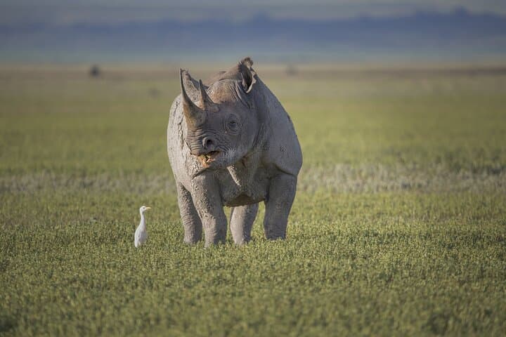 3-Day Tarangire, Ngorongoro & Lake Manyara Safari from Arusha photo 2