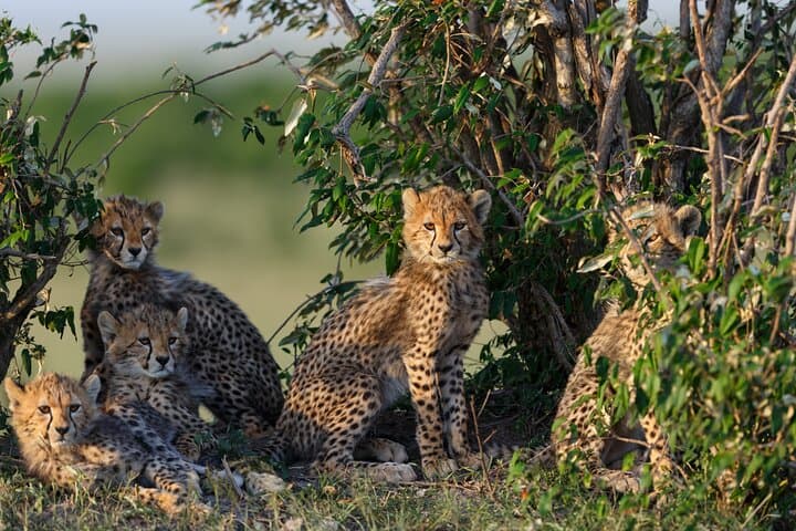 3-Day Tarangire, Ngorongoro & Lake Manyara Safari from Arusha photo 4