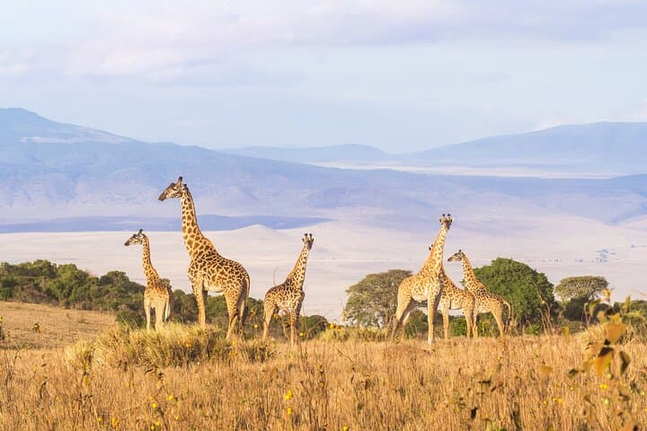 3-Day Tarangire, Ngorongoro & Lake Manyara Safari from Arusha photo 5