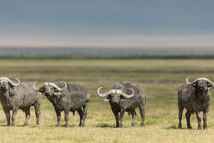 3-Day Tarangire, Ngorongoro & Lake Manyara Safari from Arusha photo 6