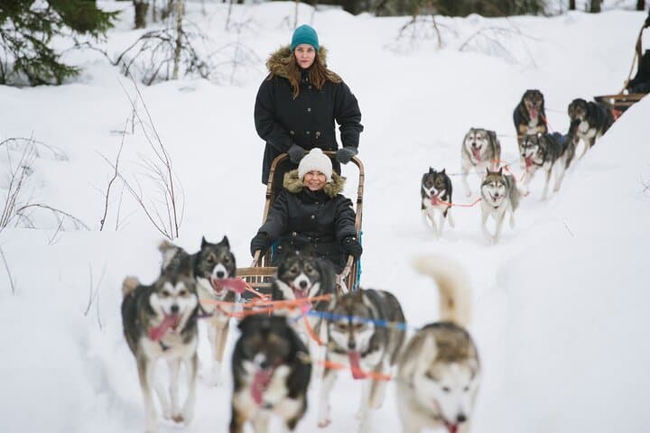 Arctic Husky Adventure: Self-Drive Dog Sled Safari Near Rovaniemi photo 6