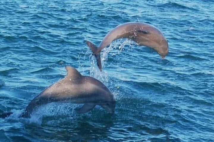 Destin Dolphin & Sunset Cruises — Harbor-to-Gulf Wildlife Cruise photo 2