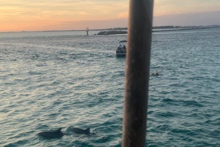 Destin Dolphin & Sunset Cruises — Harbor-to-Gulf Wildlife Cruise photo 3