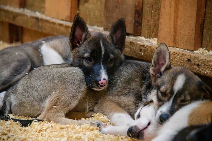 Musher's Camp and S'More Roasting in Dyea — Skagway Puppy Meet & Campfire Experience