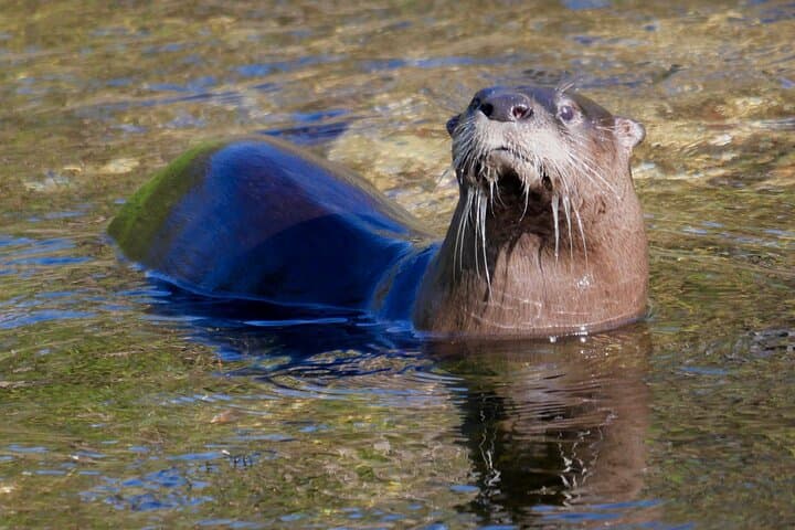 Lake Apopka Wildlife Drive Eco Tour — Lunch in Tavares and Moonshine Tasting in Yalaha photo 4