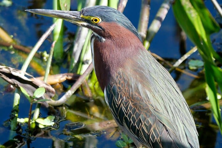 Lake Apopka Wildlife Drive Eco Tour — Lunch in Tavares and Moonshine Tasting in Yalaha photo 6