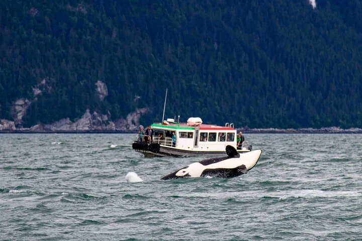 Glacier Point Wilderness Safari: Skagway Boat & Canoe Trip to Davidson Glacier photo 5