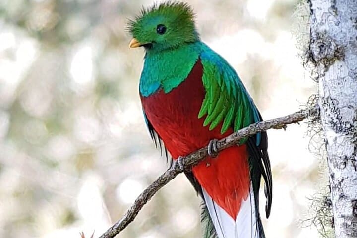 Private Birdwatching Tour in Coronado Cloud Forest, San José — Quetzal, Hummingbirds & Endemics