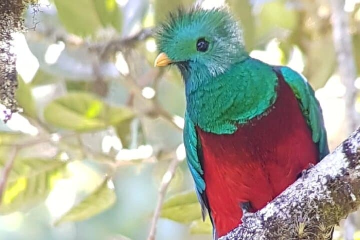 Private Birdwatching Tour in Coronado Cloud Forest, San José — Quetzal, Hummingbirds & Endemics photo 3