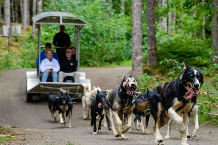 Skagway Musher's Camp Sled Dog Adventure — Wheeled Sled Ride & Puppy Meet