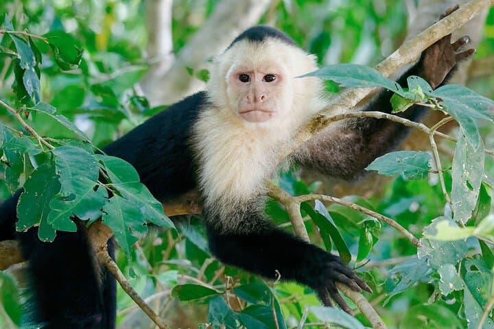 Lake Sandoval Wildlife Adventure — Canoe, Jungle Walk and Giant River Otters in Tambopata