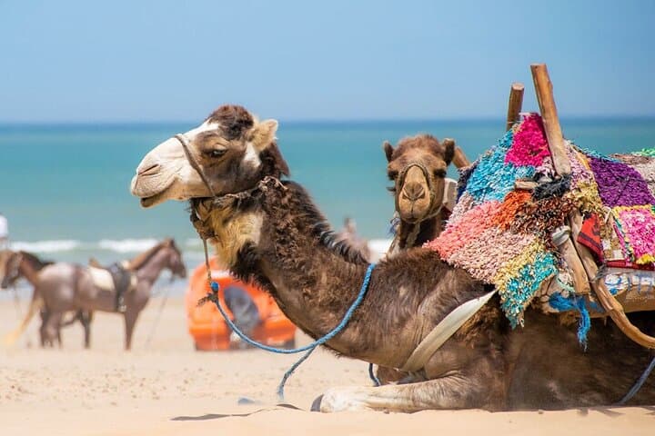 3-Day Marrakech to Agafay Desert, Atlas Mountains & Essaouira — Desert, Sea & Berber Culture