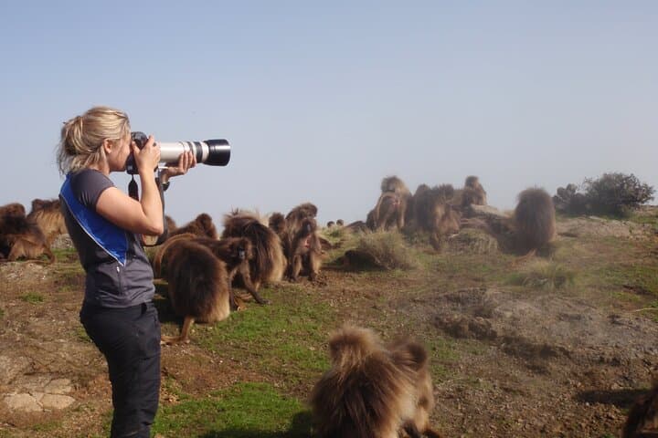 Simien Mountains 3-Day Trek: Geladas, Ethiopian Wolf & Mt Buahit Summit