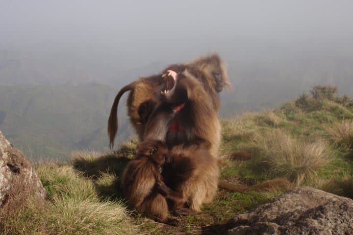 Simien Mountains 3-Day Trek: Geladas, Ethiopian Wolf & Mt Buahit Summit photo 2