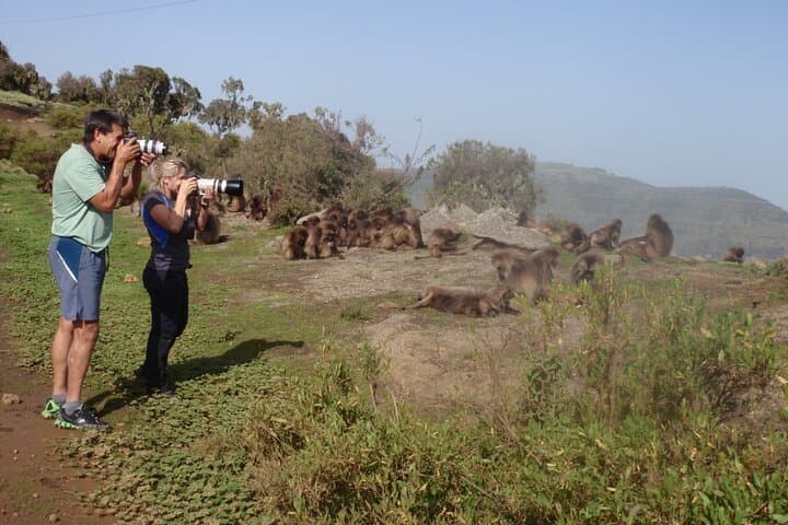Simien Mountains 3-Day Trek: Geladas, Ethiopian Wolf & Mt Buahit Summit photo 3