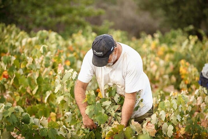 Kefalonia Wine Adventure: 18 Tastings at Three Wineries Around Mount Ainos photo 6