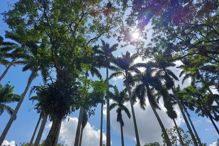 Aburi Botanical Gardens & Cocoa Tour from Accra — Half-Day Private Transfer photo 3