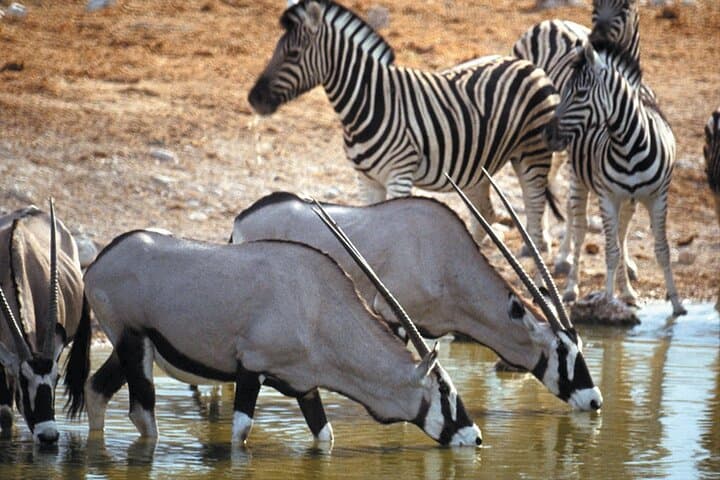 Full-Day Safari to Aquila Private Game Reserve from Cape Town — Wildlife Safari with Transfers photo 3