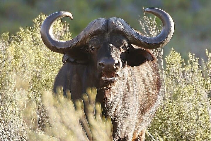 Full-Day Safari to Aquila Private Game Reserve from Cape Town — Wildlife Safari with Transfers photo 4